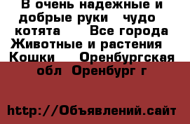 В очень надежные и добрые руки - чудо - котята!!! - Все города Животные и растения » Кошки   . Оренбургская обл.,Оренбург г.